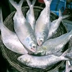 ৫ পিস মাছে ১০ কেজি
