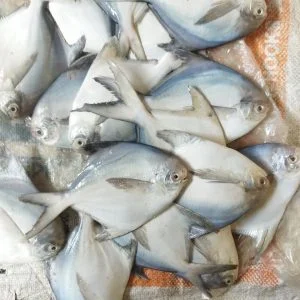 ১ কেজি রূপচাঁদা